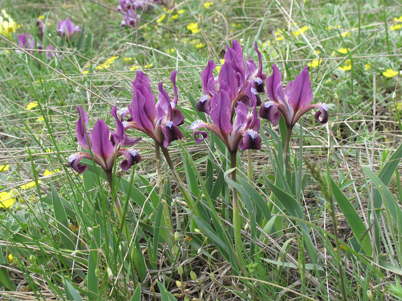 Image of Iris pumila specimen.