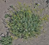 Senecio subumbellatus