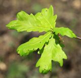 Quercus wutaishanica. Листья. Приморский край, Ханкайский р-н, окр. с. Комиссарово, редколесье у подножья склона. 20.05.2022.