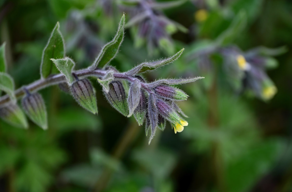 Изображение особи Nonea flavescens.