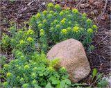 Euphorbia cyparissias