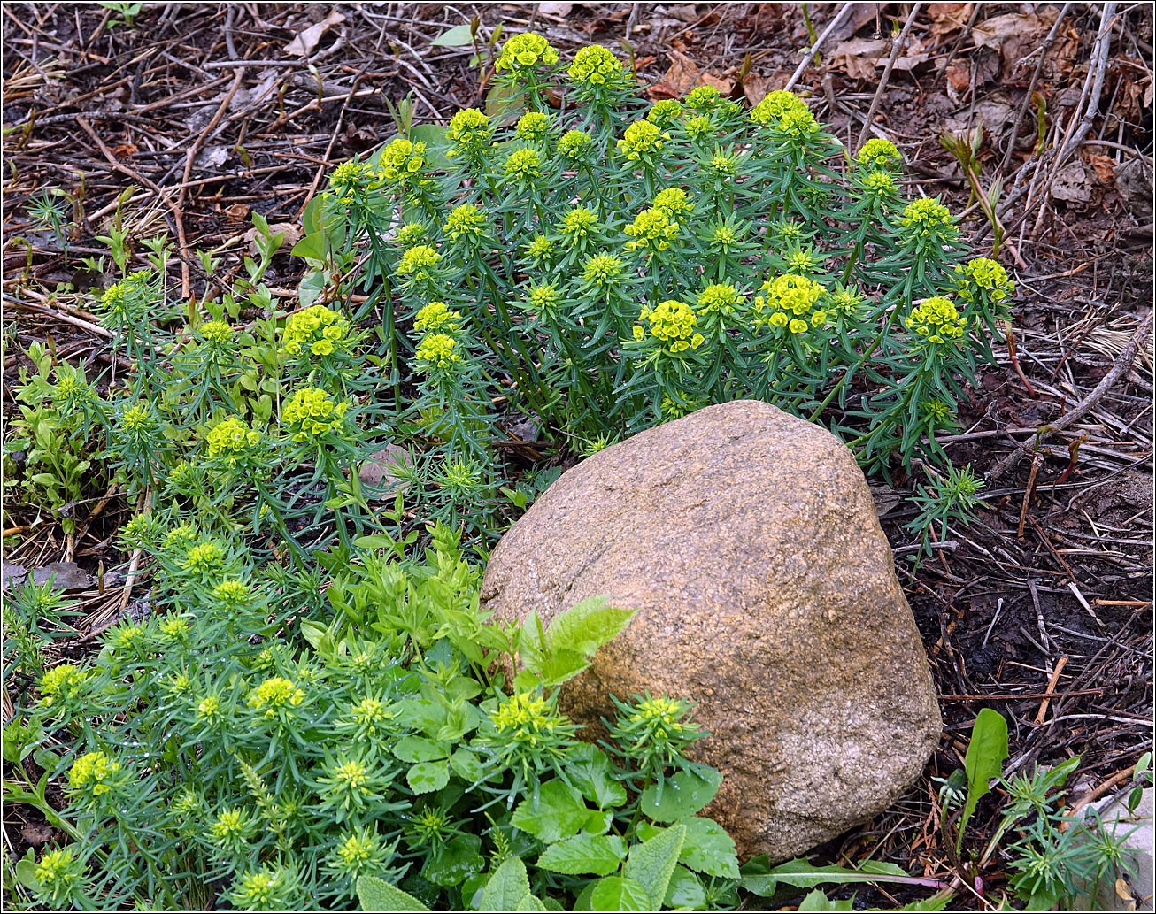 Image of Euphorbia cyparissias specimen.