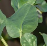 Cerinthe palaestina