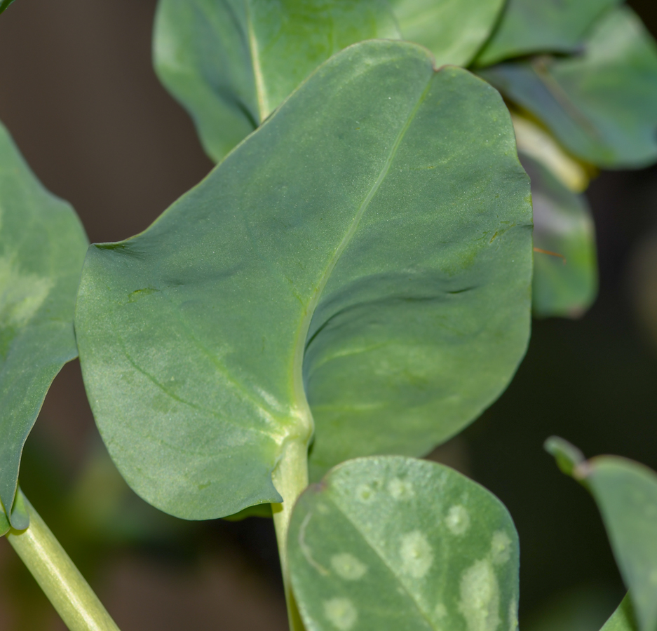 Image of Cerinthe palaestina specimen.
