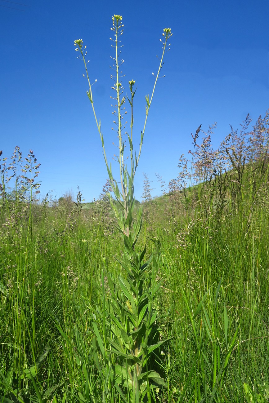 Image of Camelina microcarpa specimen.