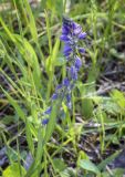 Polygala comosa. Верхушка цветущего растения. Владимирская обл., г. Александров, разнотравный луг у грунтовой дороги. 18.06.2022.