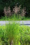 Calamagrostis angustifolia. Цветущие растения. Приморский край, Ольгинский р-н, окр. пгт Ольга, устье р. Аввакумовка на левом берегу, сырое место у обочины дороги. 09.07.2022.