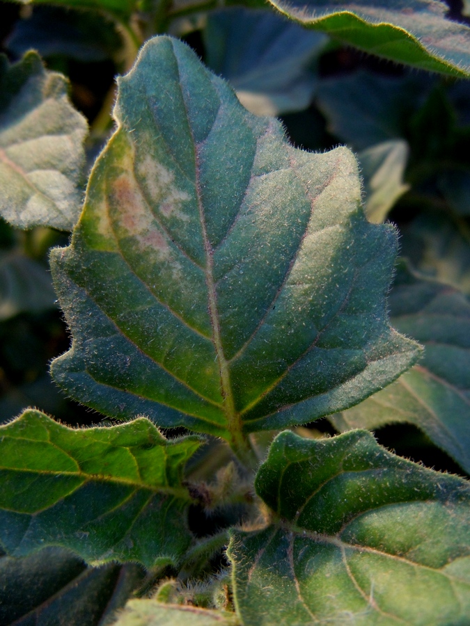Image of Solanum nitidibaccatum specimen.