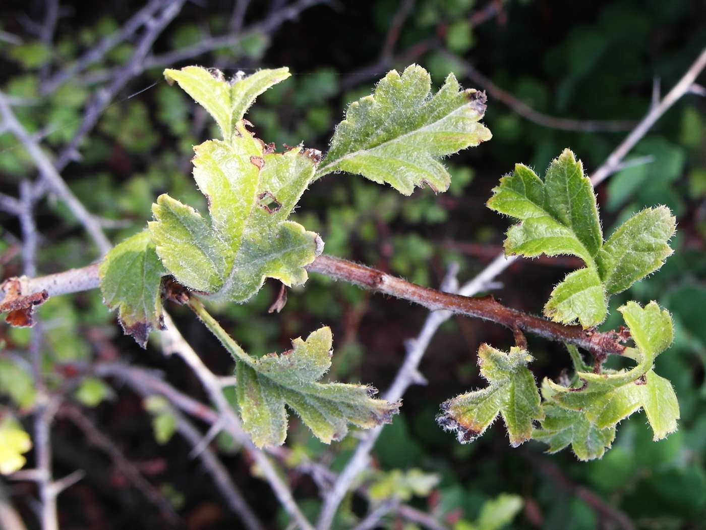 Изображение особи род Crataegus.