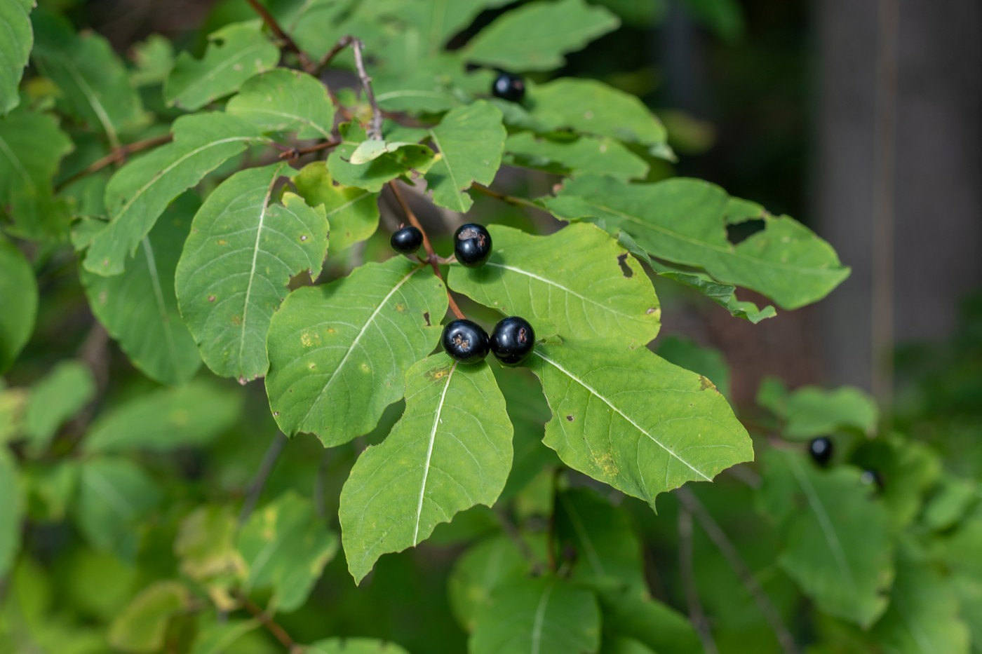Image of Lonicera orientalis specimen.