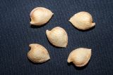 Amygdalus petunnikowii