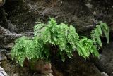 Woodsia caucasica. Вегетирующие растения. Чечня, Шатойский р-н, Нихалойские водопады, на скале. 26.07.2022.