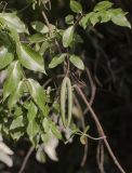 Periploca graeca