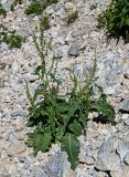 genus Rumex. Цветущее растение. Киргизия, Джалал-Абадская обл., Западный Тянь-Шань, берег оз. Кара-Камыш, ≈ 1800 м н.у.м., каменистый склон. 14.07.2022.