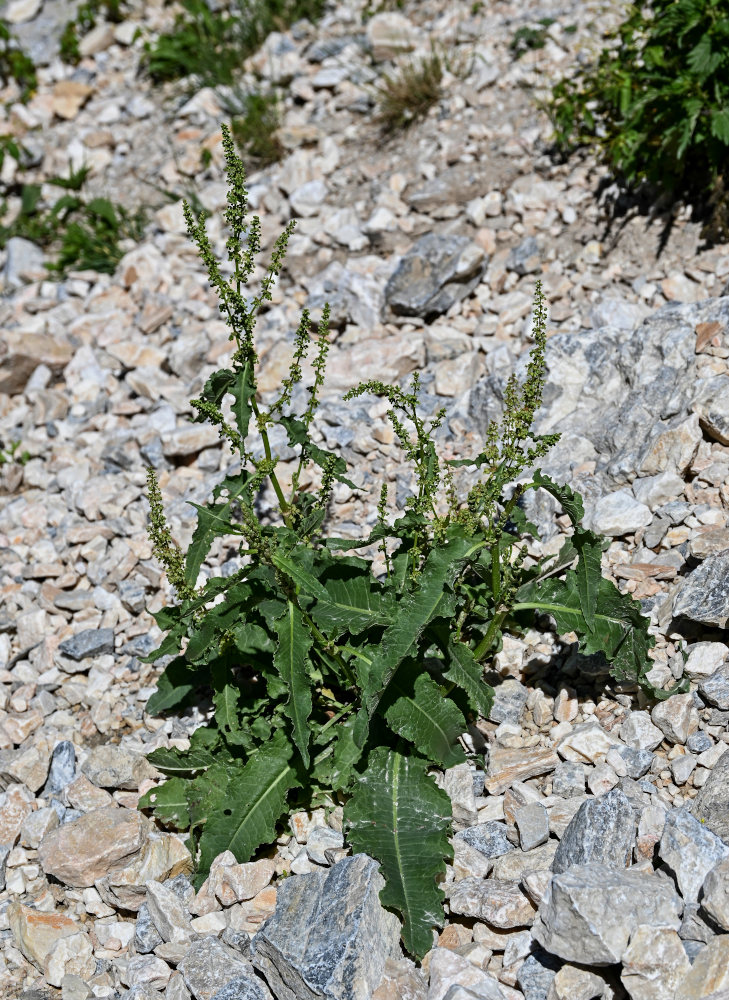 Image of genus Rumex specimen.