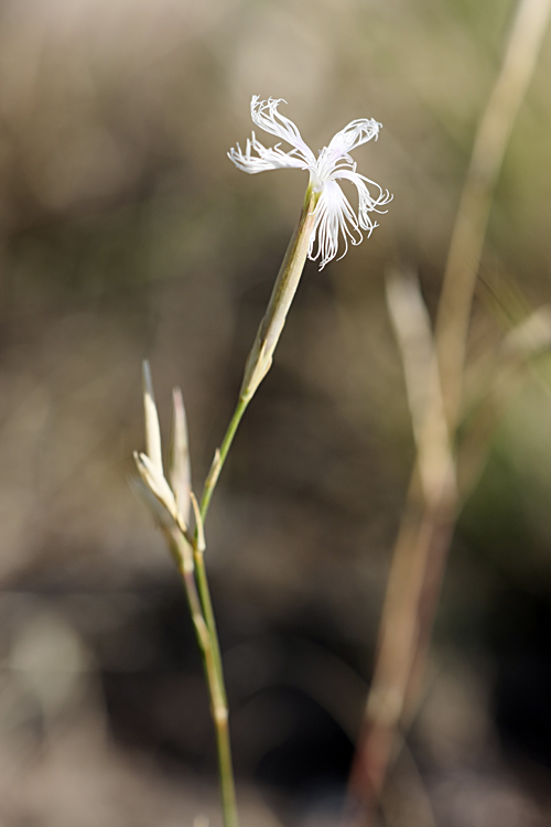 Image of Dianthus kuschakewiczii specimen.