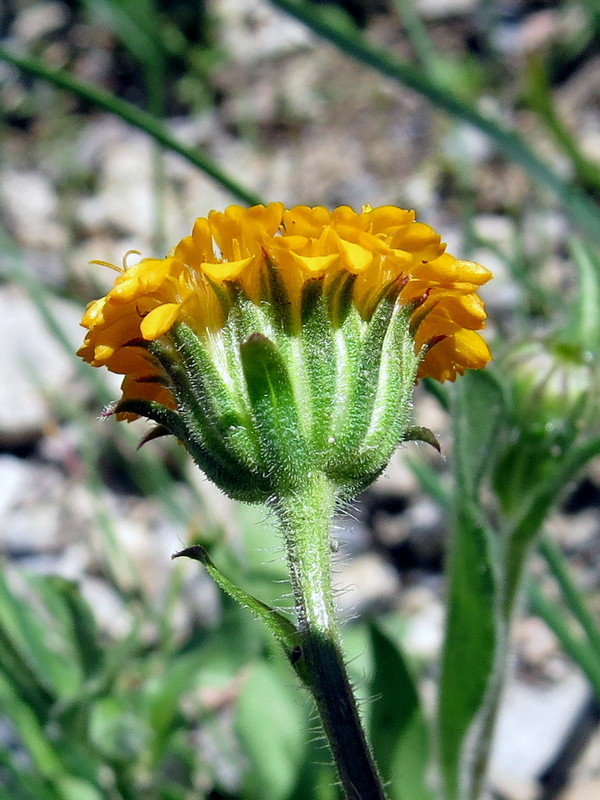 Изображение особи Erigeron cabulicus.