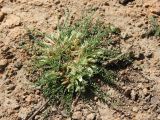 Astragalus chionanthus