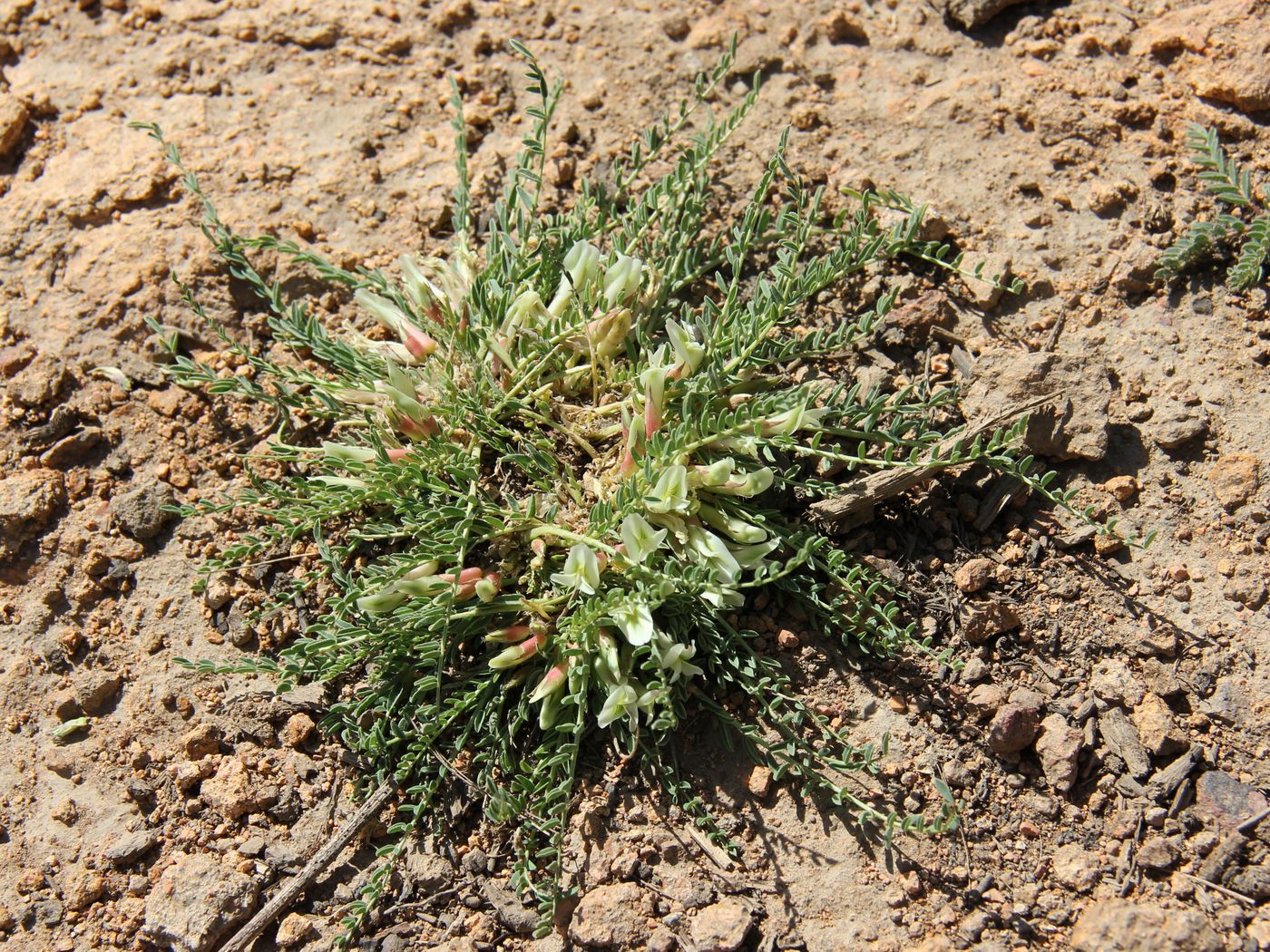 Изображение особи Astragalus chionanthus.