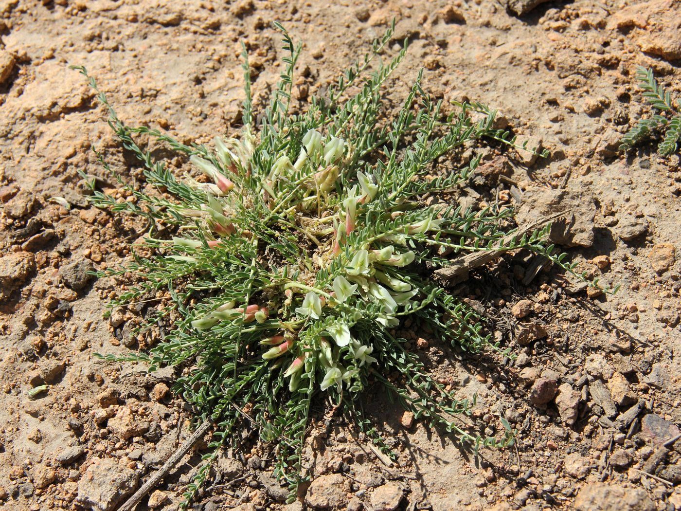 Image of Astragalus chionanthus specimen.