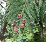 Cryptomeria japonica. Верхушка ветви с раскрывшимися шишками. Абхазия, Гудаутский р-н, г. Новый Афон, Афонская гора. 27.09.2022.