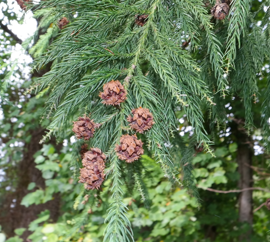 Изображение особи Cryptomeria japonica.