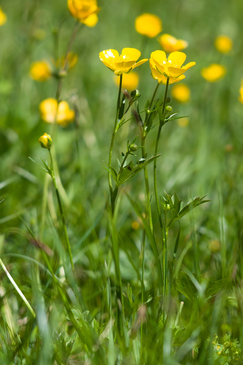 Image of Ranunculus buhsei specimen.