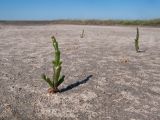 Salicornia perennans. Молодое растение. Краснодарский край, Темрюкский р-н, окр. пос. Веселовка, обсохшее дно солёного озера. 29.04.2017.