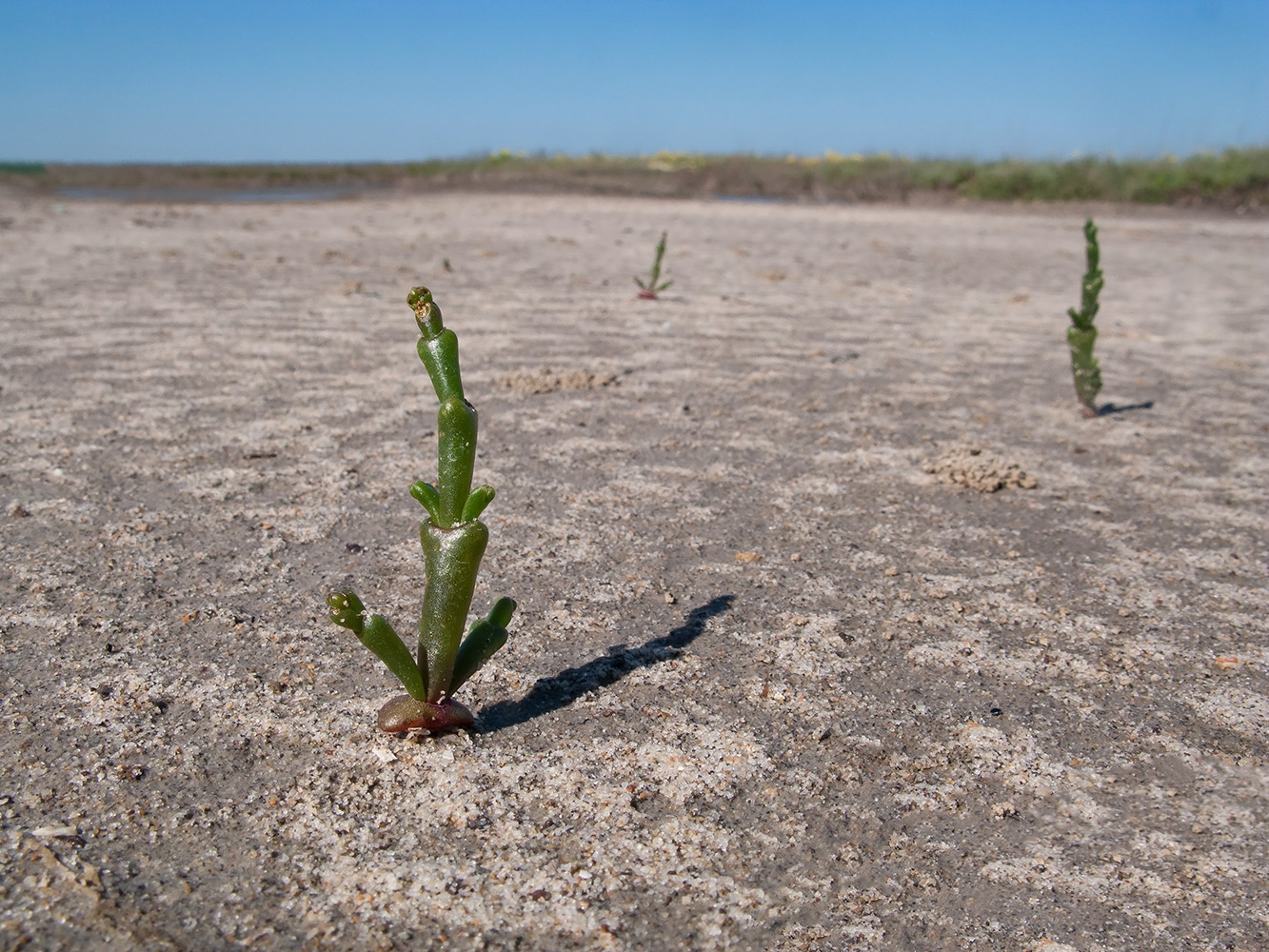 Изображение особи Salicornia perennans.