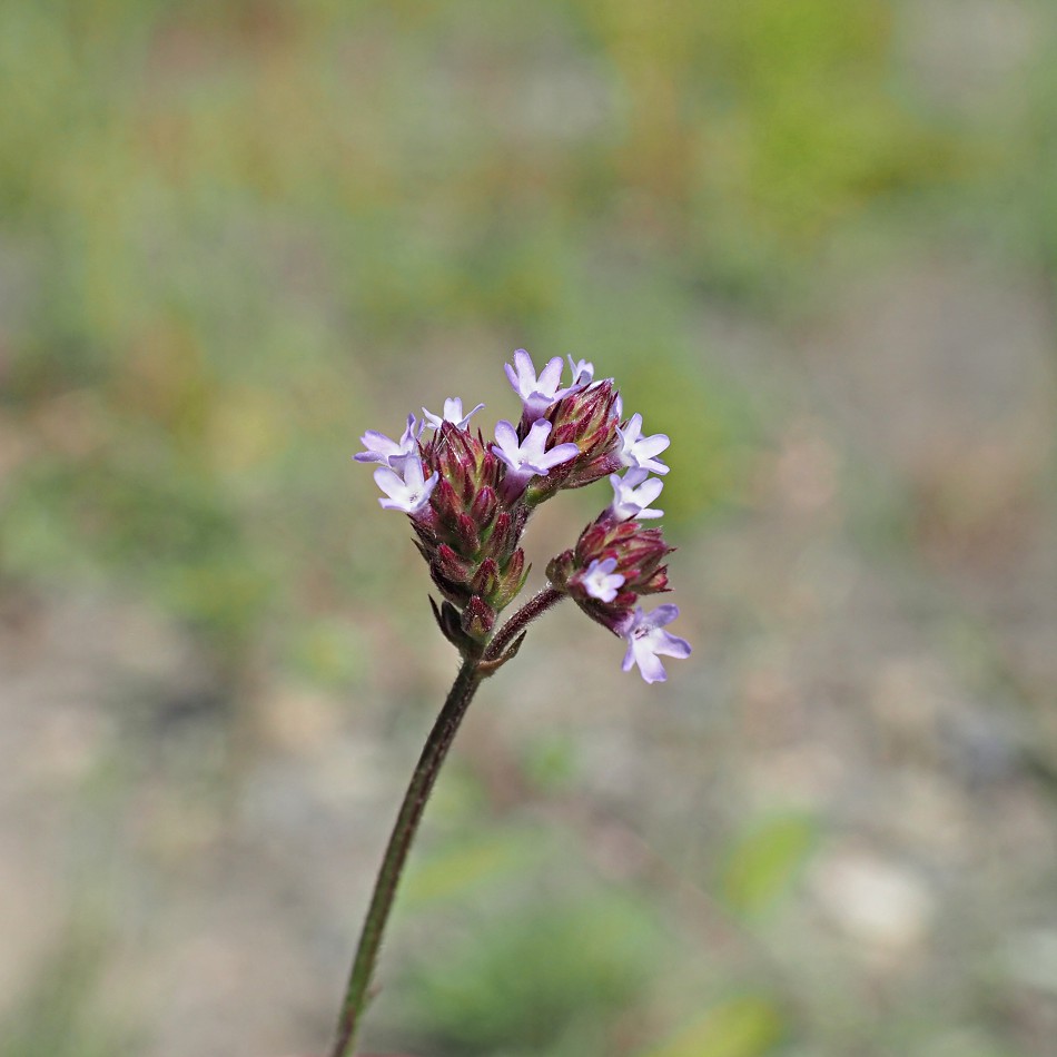 Image of Verbena brasiliensis specimen.