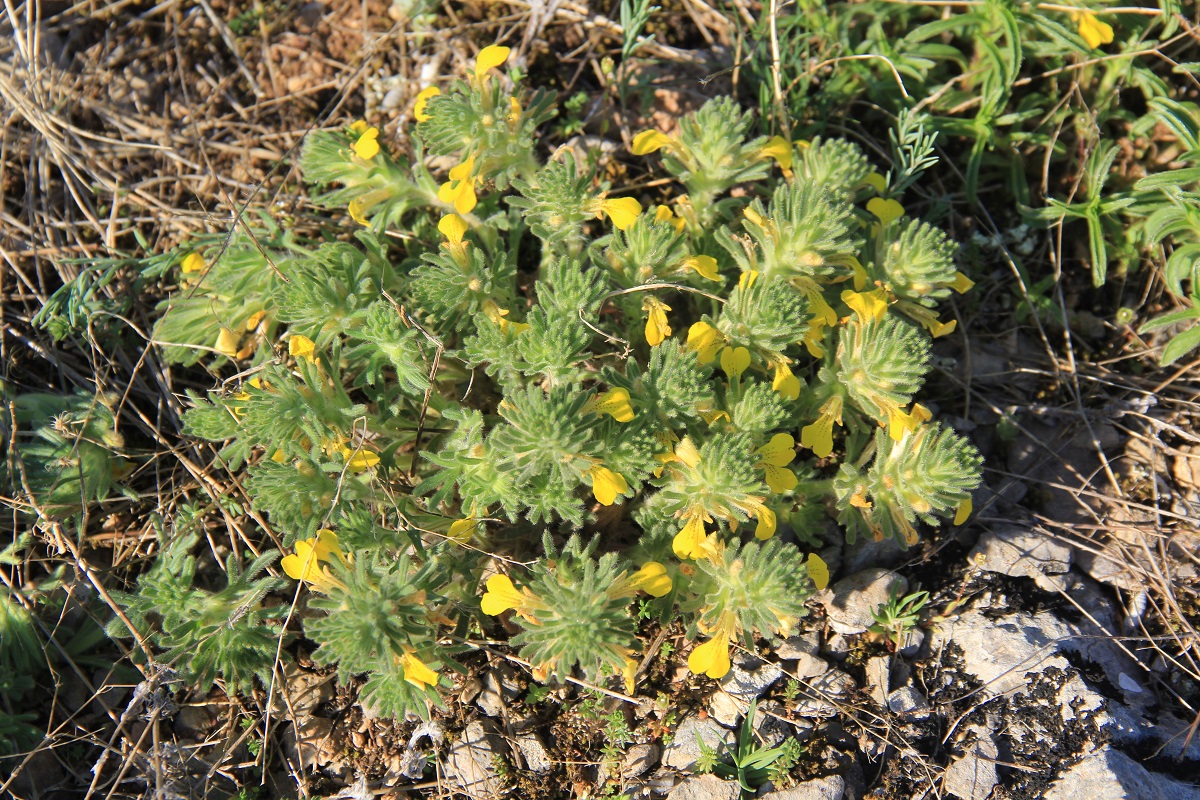 Image of Ajuga chia specimen.