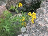 Tanacetum vulgare