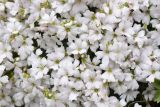 Gypsophila tenuifolia. Цветки. Республика Ингушетия, Джейрахский р-н, окр. альплагеря \"Кязи\", выс. 2000 м н.у.м, на камне. 23 июля 2022 г.