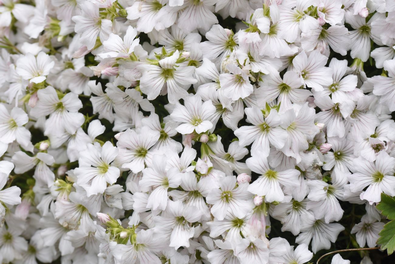 Изображение особи Gypsophila tenuifolia.