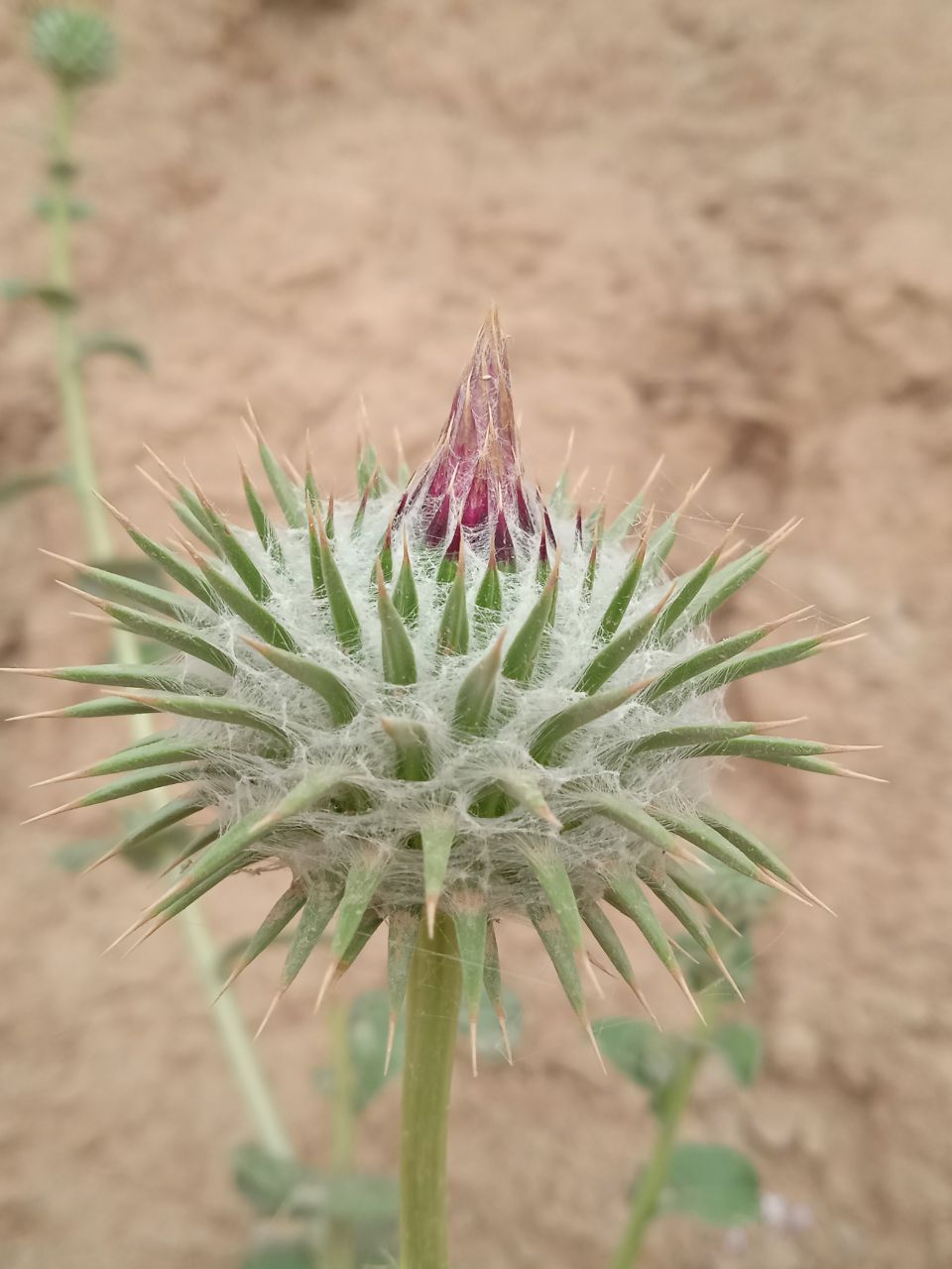 Изображение особи Cousinia rotundifolia.