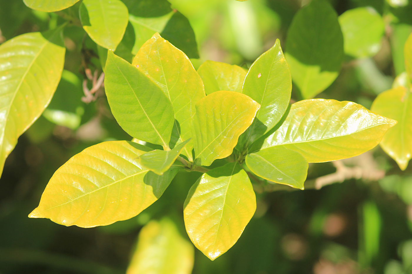 Image of Gardenia jasminoides specimen.