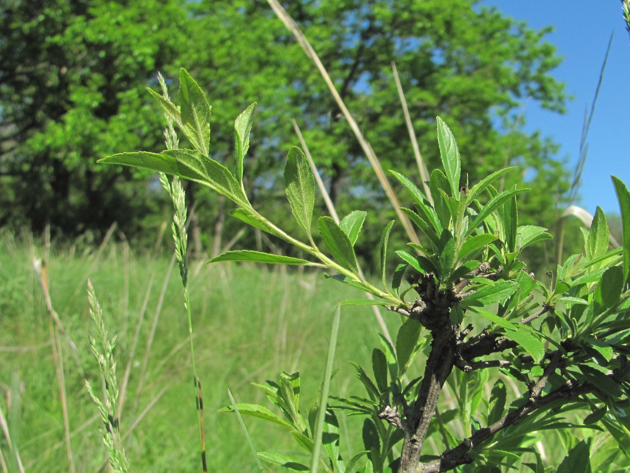 Image of genus Rhamnus specimen.