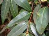 Syzygium jambos