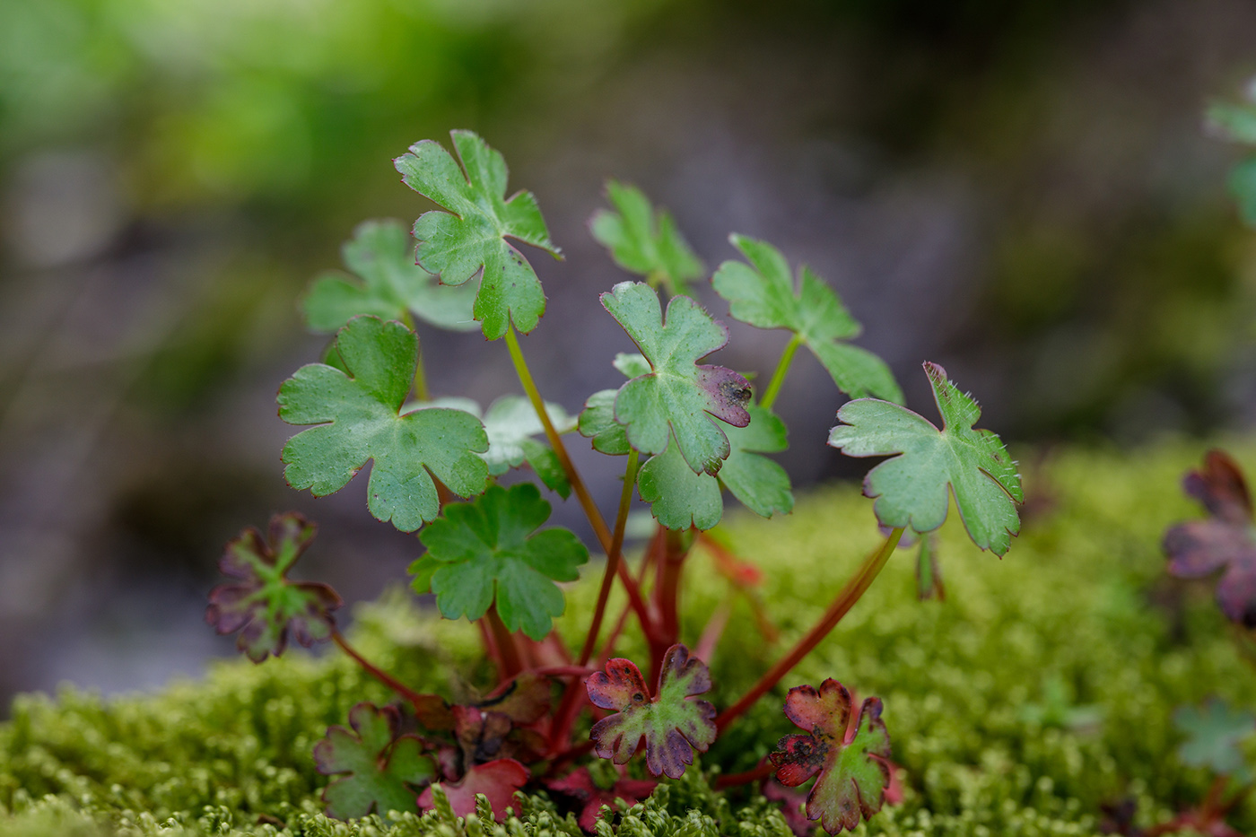 Изображение особи Geranium lucidum.