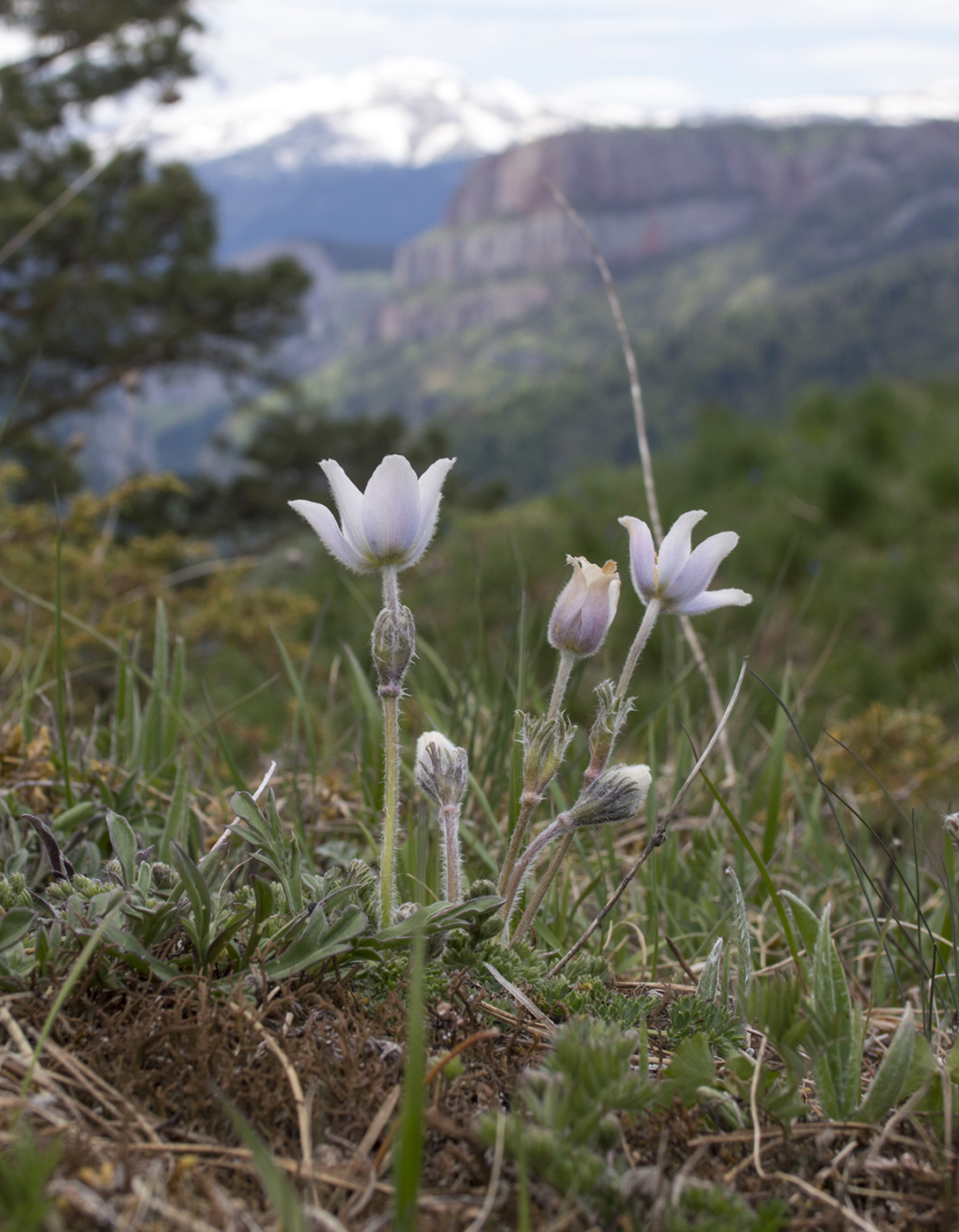 Image of Pulsatilla violacea specimen.