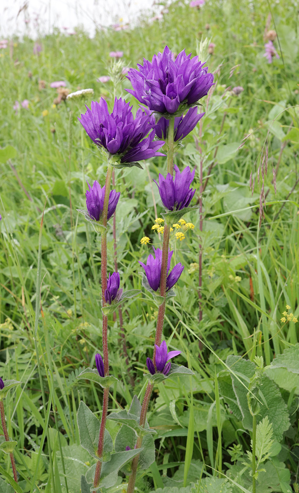 Image of Campanula glomerata ssp. oblongifolioides specimen.
