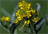 Erysimum cheiranthoides