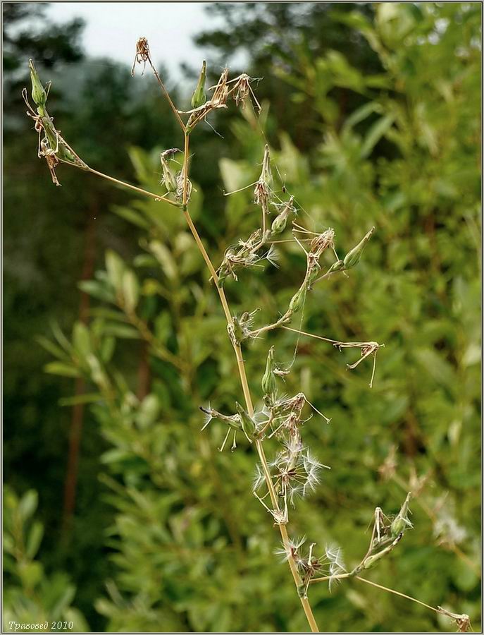 Изображение особи Lactuca serriola.
