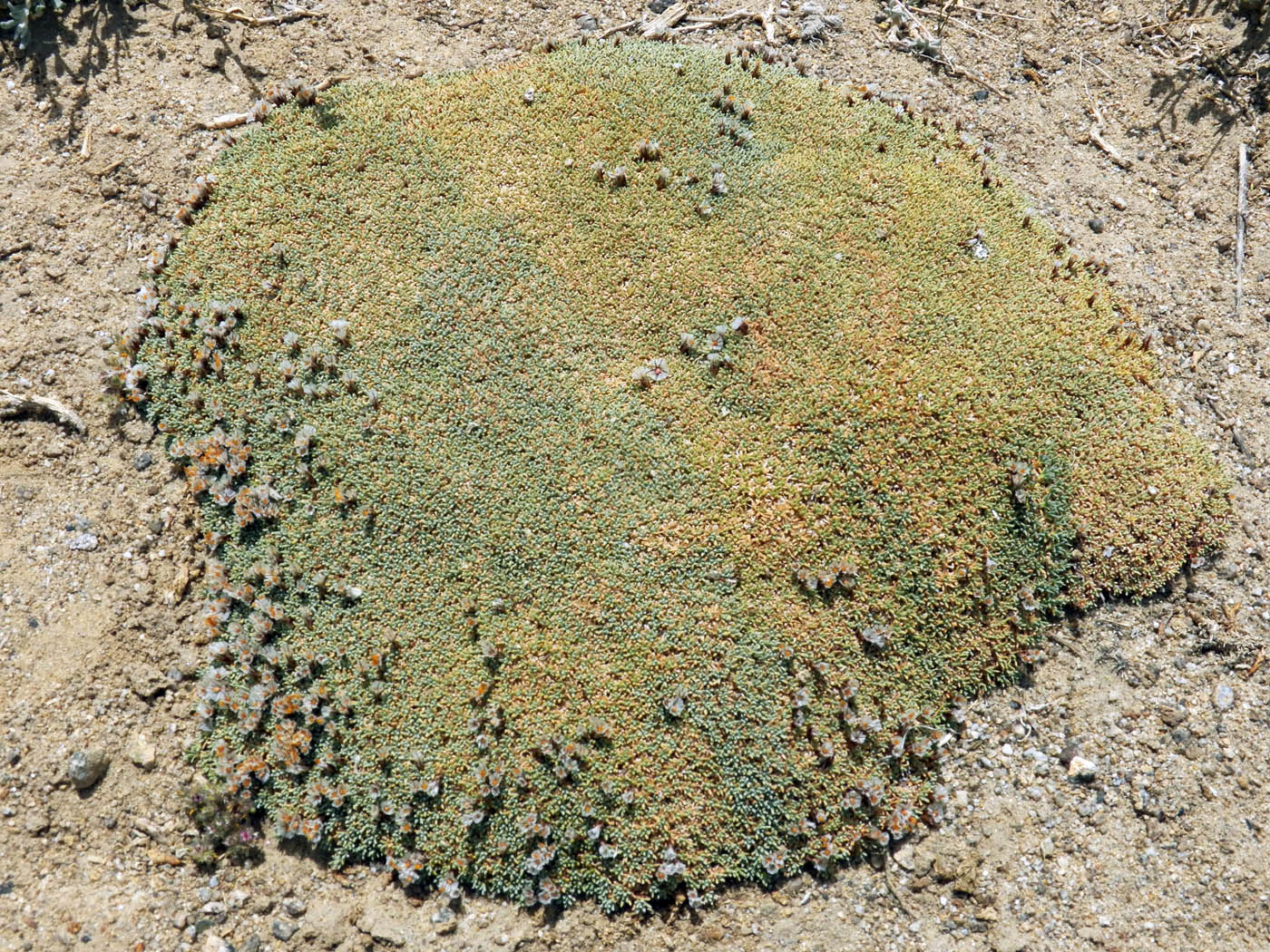 Изображение особи Acantholimon diapensioides.