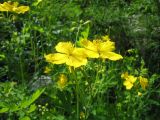 Chelidonium majus. Соцветие с цветками и завязавшимися плодами. Восточный Казахстан, Центральный Алтай, пойма р. Белая Берель, смешанный пойменный лес, обочина тропы. 26 июня 2023 г.