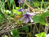 Viola epipsiloides. Верхушка цветущего растения. Казахстан, Центральный Алтай, правый берег оз. Рахмановское, 1760 м н.у.м., заболоченная моховая темнохвойная тайга. 27 июня 2023 г.