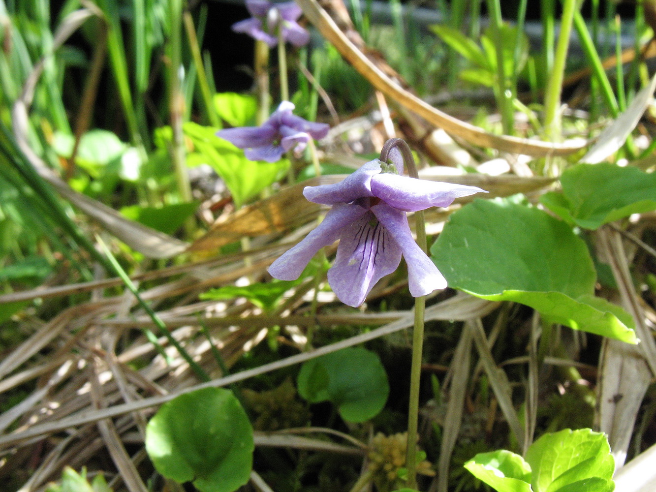 Image of Viola epipsiloides specimen.