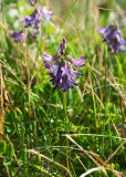 Astragalus subpolaris