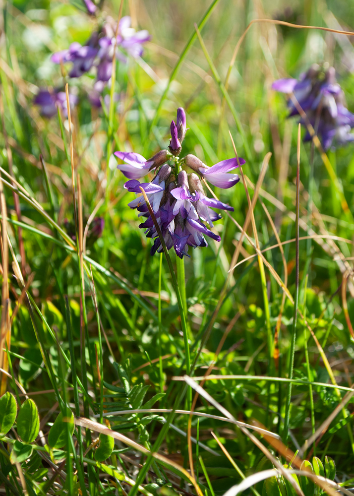 Image of Astragalus subpolaris specimen.