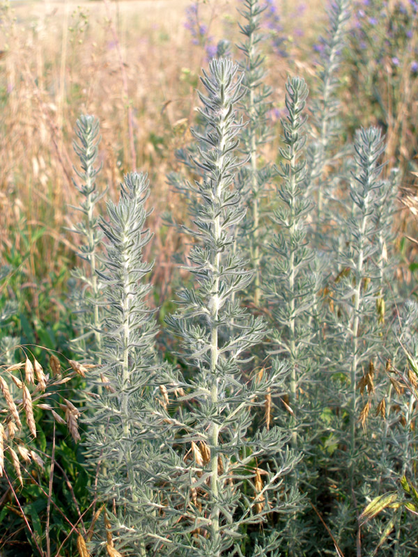 Image of Sedobassia sedoides specimen.